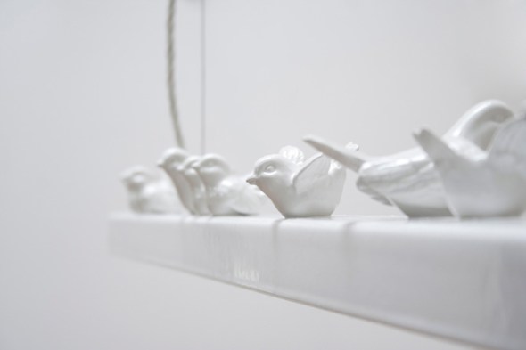 birdwire_giopatocoombes03