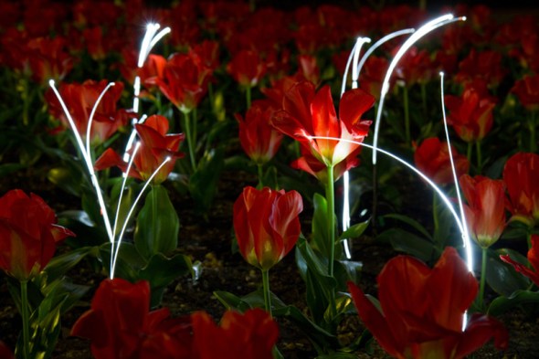 growing_light__tulips_3