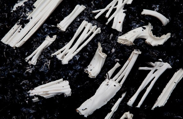 photo_by_dr_shlomo_lee_abrahmov