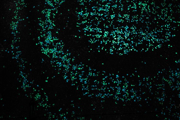 VanGoghRoosegaardePath9